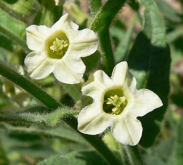 Planta Exótica - Nicotiana Obtusifolia (Tabaco)