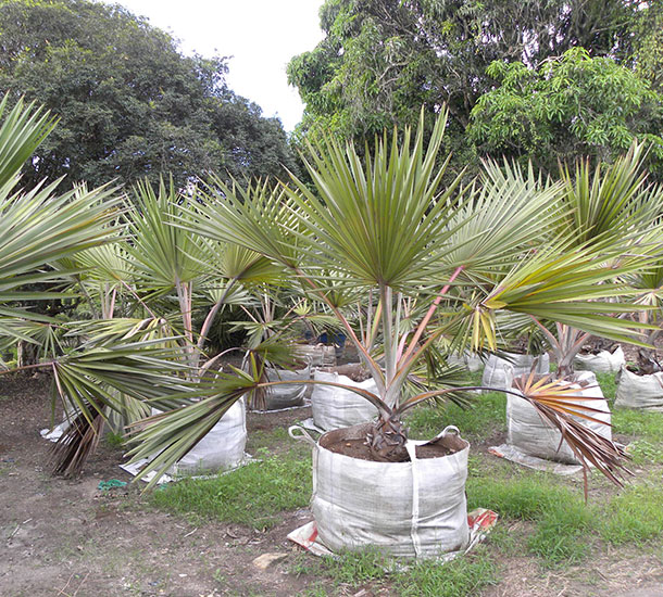 Palmeira Latania